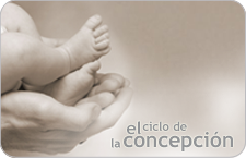 el ciclo de la concepcion